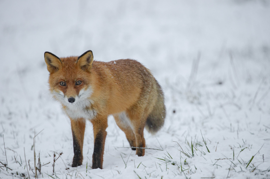 Líška hrdzavá (vulpes vulpes)