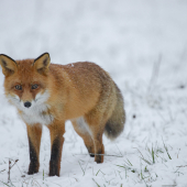 Líška hrdzavá (vulpes vulpes)