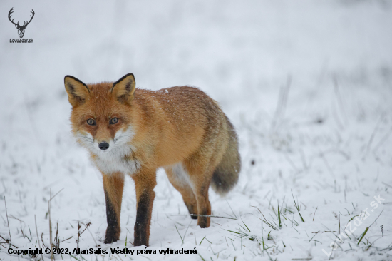 Líška hrdzavá (vulpes vulpes)