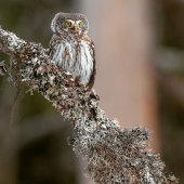 Kuvičok vrabčí Glaucidium passerinum