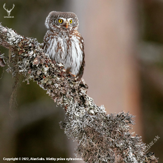 Kuvičok vrabčí Glaucidium passerinum