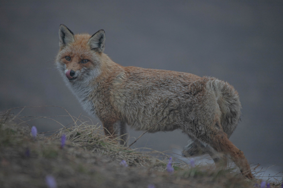 Líška hrdzavá (vulpes vulpes)