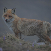 Líška hrdzavá (vulpes vulpes)