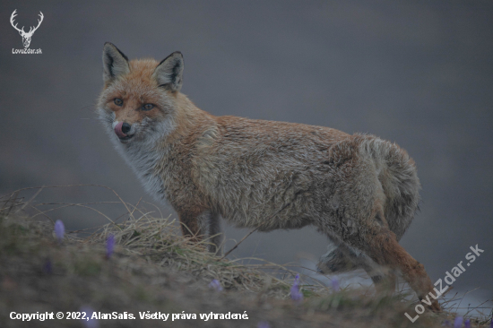 Líška hrdzavá (vulpes vulpes)