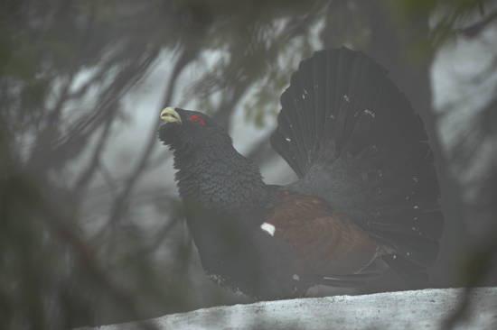 tetrov hlucháň (Tetrao urogallus)