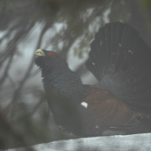 tetrov hlucháň (Tetrao urogallus)