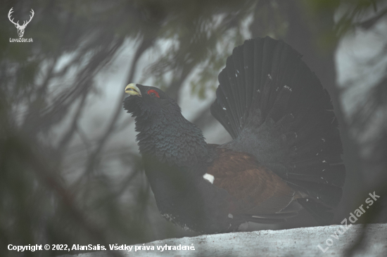 tetrov hlucháň (Tetrao urogallus)