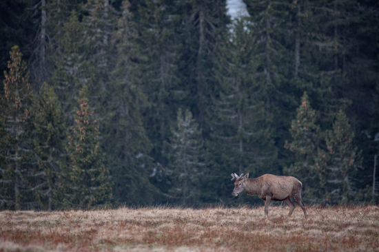 Jeleň lesný (cervus elaphus)