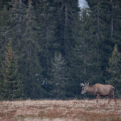 Jeleň lesný (cervus elaphus)