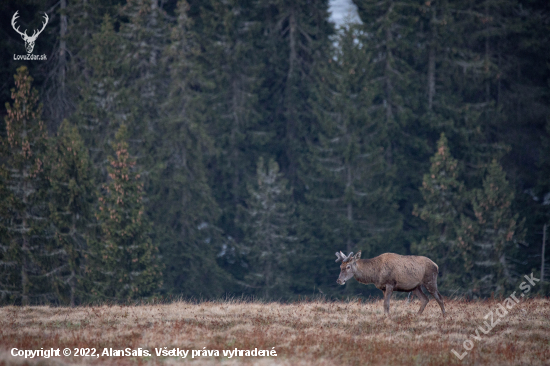 Jeleň lesný (cervus elaphus)