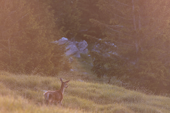 Jelenica v prvých lúčok