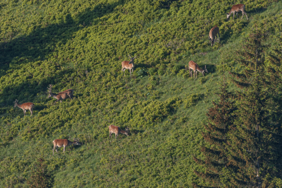jelene na horskej holi
