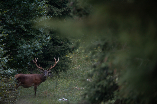 V plnej sile Jeleň lesný (Cervus elaphus)
