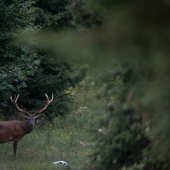 V plnej sile Jeleň lesný (Cervus elaphus)