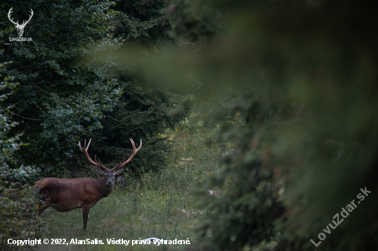 V plnej sile Jeleň lesný (Cervus elaphus)