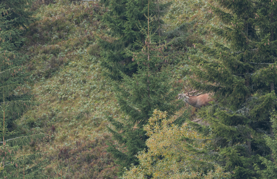 kráľ horských hôľ