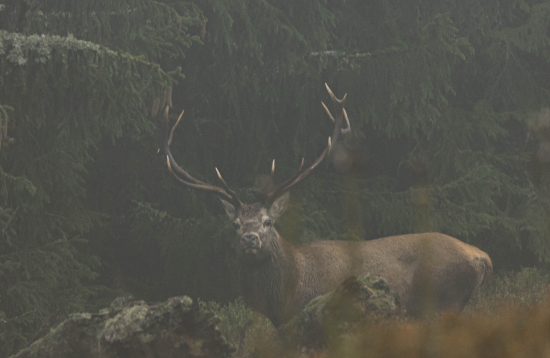 Na okraji pralesa  Jeleň lesný (cervus elaphus)