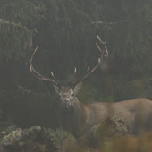 Na okraji pralesa  Jeleň lesný (cervus elaphus)