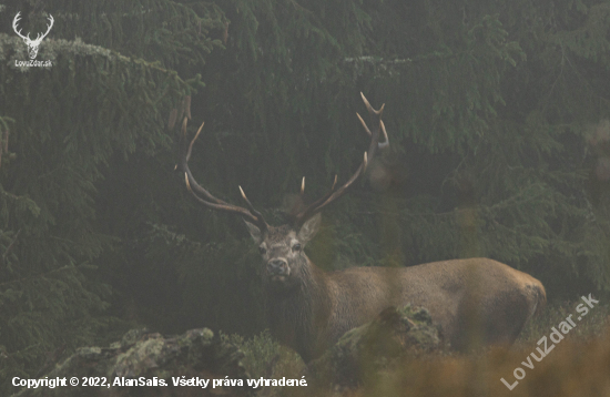 Na okraji pralesa  Jeleň lesný (cervus elaphus)