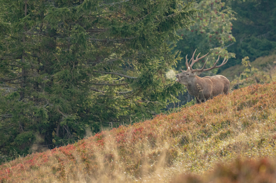 v čučoriedkach  jeleň lesný (cervus elaphus )
