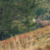 v čučoriedkach  jeleň lesný (cervus elaphus )