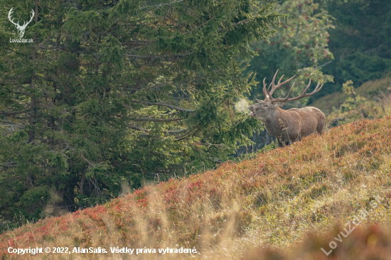 v čučoriedkach  jeleň lesný (cervus elaphus )