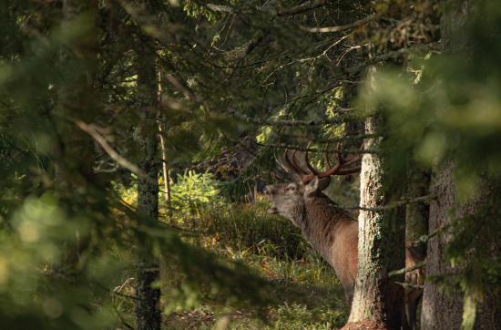 pán smrekového pralesa :) jeleň lesný(cervus elaphus )