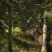 pán smrekového pralesa :) jeleň lesný(cervus elaphus )