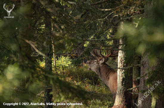 pán smrekového pralesa :) jeleň lesný(cervus elaphus )