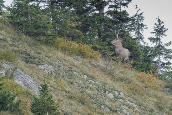 Jeleň lesný (Cervus elaphus )