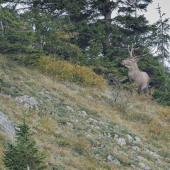 Jeleň lesný (Cervus elaphus )