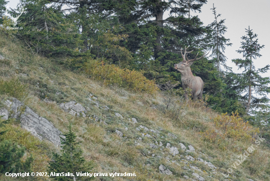 Jeleň lesný (Cervus elaphus )