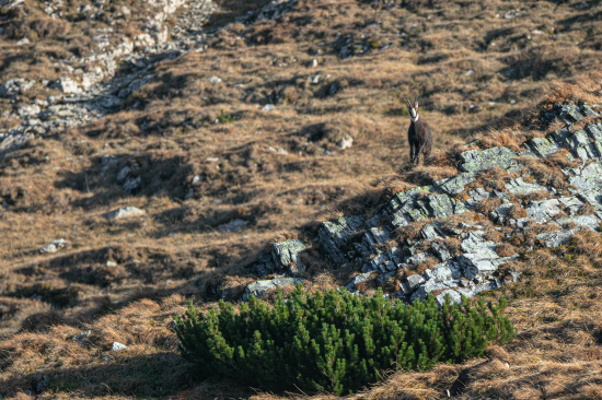 Kamzík vrchovský tatranský (Rupicapra rupicapra tatrica)