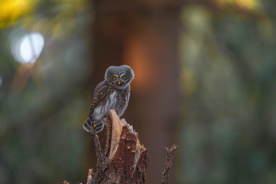 Kuvičok vrabčí (Glaucidium passerinum)