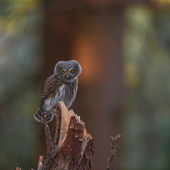Kuvičok vrabčí (Glaucidium passerinum)