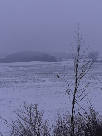 Zajíček na obnově 22.12.2022