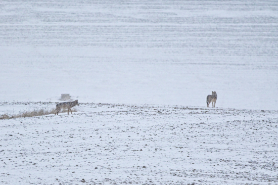 Stretnutie za dedinov