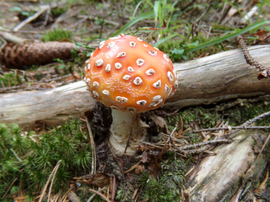 Muchotrávka červená