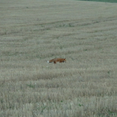 Kmotrička