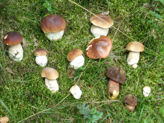 Dnes to bolo veselšie