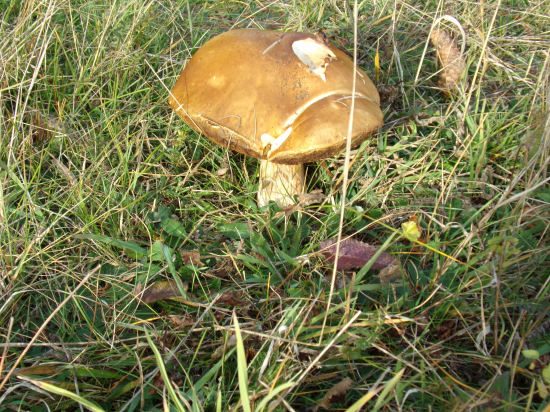 Asi jeden z posledných.