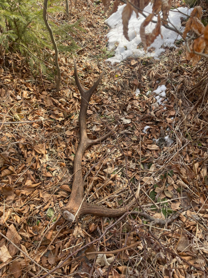 Čerstvučký 10-torák