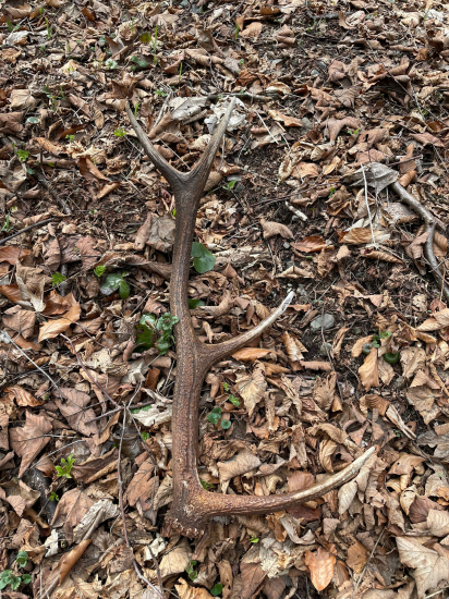 Ďalší čerstvý krásavec