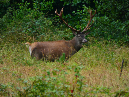 V daždivom počasí