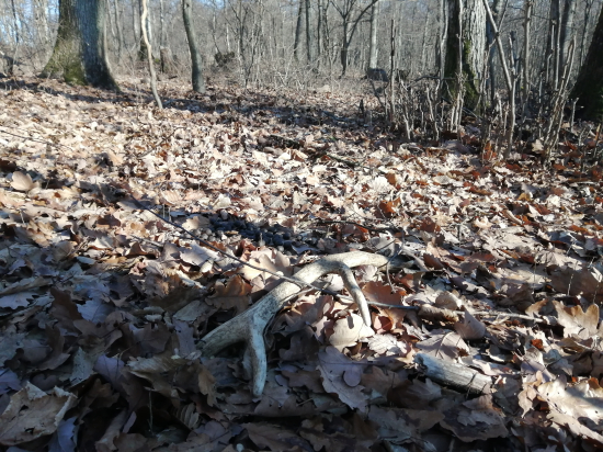 Keď naň skoro stúpneš....