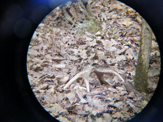 Nedeľné-Nesklamanie