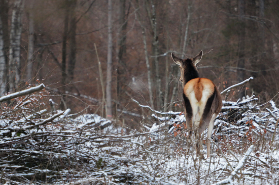 Fotiť sa jej nechcelo :) V správny čas, na ...