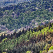 Čoskoro príroda začne maľovať...