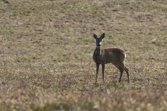 jedna rýchlovka a uteká preč...