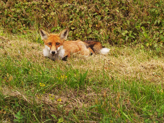 Nečakala fotografa :)